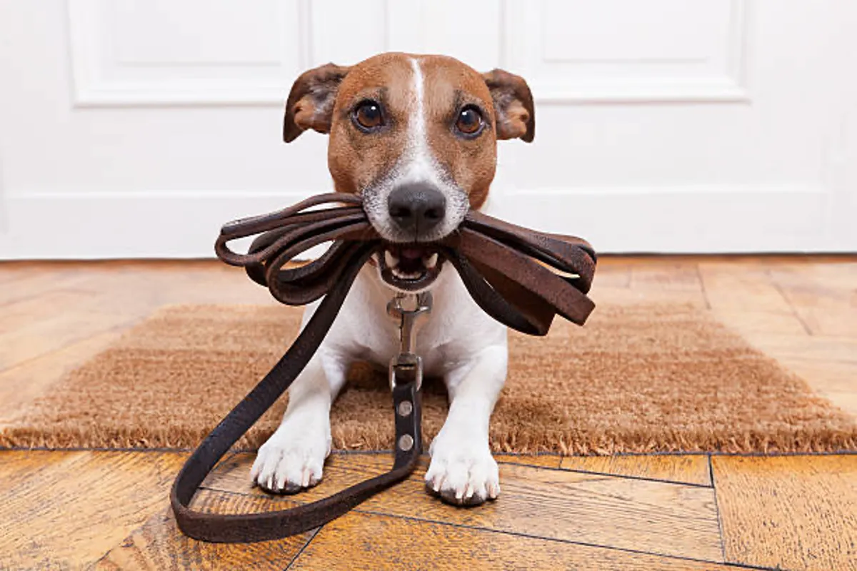 This image captures a joyful dog at the entryway, ready for a walk, with a leash and doormat visible. It evokes the excitement of heading out for adventures, whether it's a walk to the nearby park or family outings.